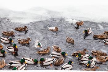 many ducks swimming in ice hole of frozen lake in urban Timiryazevskiy park in Moscow city in winter snowfall