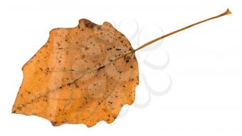 fallen brown leaf of aspen tree isolated on white background