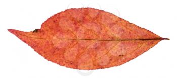 red autumn leaf of willow tree isolated on white background