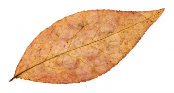 back side of autumn leaf of willow tree isolated on white background