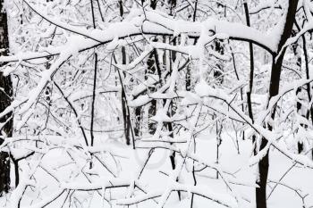 snow-covered twigs in snowy forest of Timiryazevskiy park of Moscow city in overcast winter day