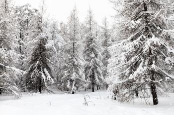snow-covered fir and larch trees in winter forest of Timiryazevskiy park in Moscow city