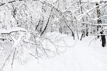 snowy footpath in urban Timiryazevskiy park in Moscow city in winter