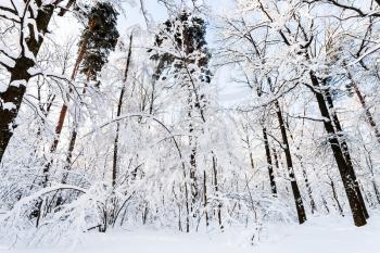 bottom view of pine and oak trees in Timiryazevskiy forest park of Moscow city in sunny winter morning