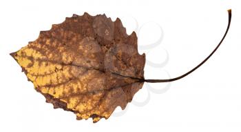 back side of decayed dried leaf of aspen tree isolated on white background
