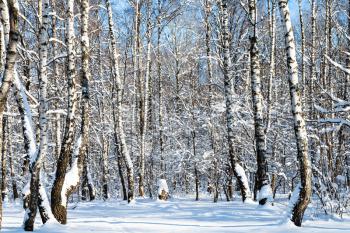 snow-covered birch grove in woods of Timiryazevskiy park of Moscow city in sunny winter day