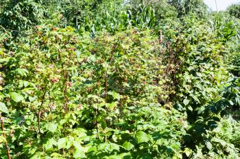 raspberry bush on garden fence in village in sunny summer day in Kuban region of Russia