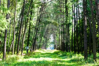 green larch alley in Timiryazevskiy park of Moscow on sunny summer day