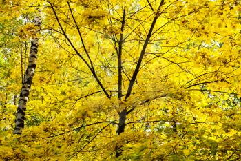 lush yellow foliage of maple tree and birch trunk in forest of Timiryazevsky Park in sunny october day