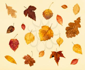 collage from many dried autumn fallen leaves on light yellow pastel paper background