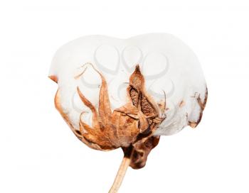 side view of dried ripe boll of cotton plant with cottonwool isolated on white background