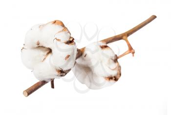two ripe bolls of cotton plant on branch isolated on white background