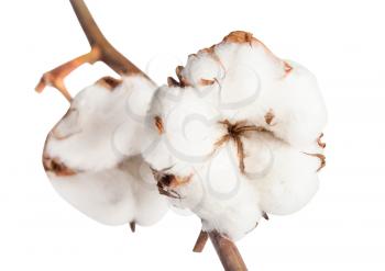 two ripe bolls of cotton plant with cottonwool on branch isolated on white background