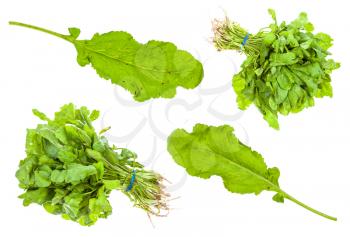 set from green caucasian cress (tsitsmati) herbs isolated on white background