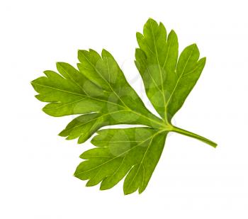 fresh green leaves of parsley herb isolated on white background
