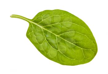 back side of fresh green leaf of baby spinach isolated on white background
