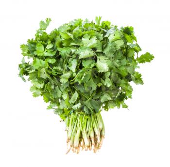 big bunch of fresh green cilantro herb isolated on white background