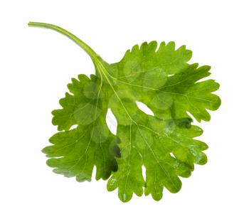 green leaf of fresh coriander herb isolated on white background