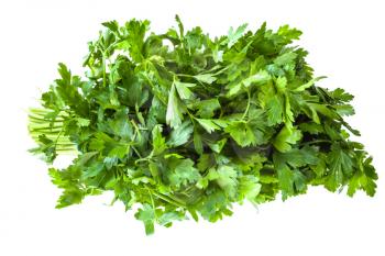 big bunch of fresh green parsley herb isolated on white background