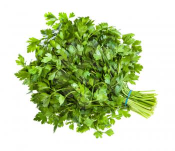 big bunch of natural green parsley herb isolated on white background