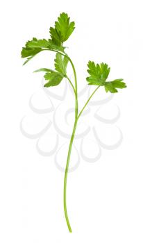 twig of fresh green parsley herb isolated on white background
