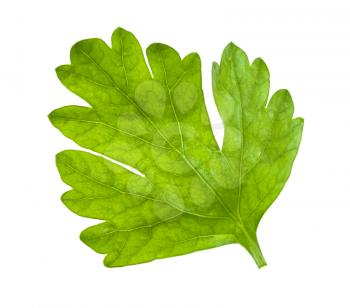 green leaf of fresh parsley isolated on white background