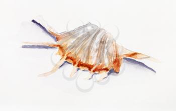 shell of murex snail hand painted by watercolour paints on white textured paper