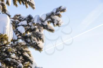 bottom view of snowbound branch of pine tree and blue sky with vapour trail of airplane on background in cold sunny winter evening