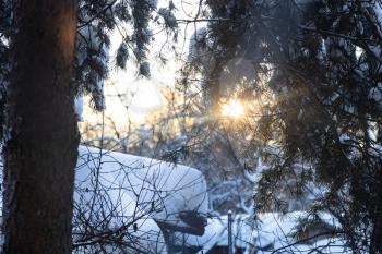 snow-covered pine tree at backyard of village house are illuminated by setting sun in cold winter evening (focus on branches with green needles in foreground)
