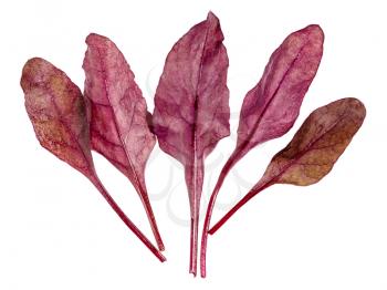 several fresh leaves of red Chard leafy vegetable (mangold, beet tops) isolated on white background