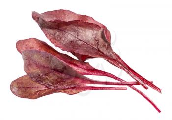 few fresh leaves of red Chard leafy vegetable (mangold, beet tops) isolated on white background