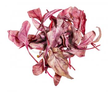 pile of fresh leaves of red Chard leafy vegetable (mangold, beet tops) isolated on white background