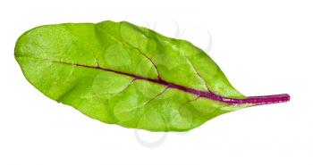 natural leaf of green Chard leafy vegetable (mangold, beet tops) isolated on white background