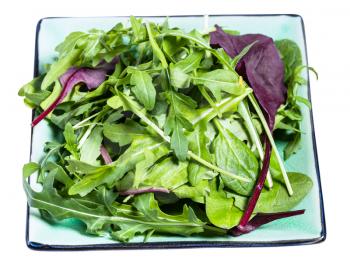 mix of assorted small young salad greens on green square plate isolated on white background