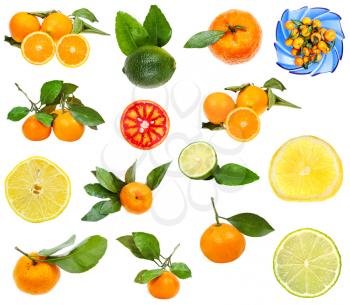 set of various citrus fruits isolated on white background