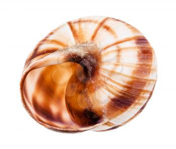empty shell of burgundy snail isolated on white background