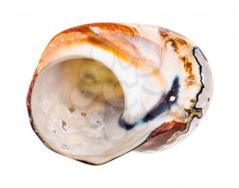 empty shell of nautilus mollusk isolated on white background