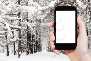 travel concept - tourist photographs of snow-covered larch alley in city park in winter in Moscow city on smartphone with empty cutout screen with blank place for advertising
