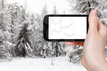 travel concept - tourist photographs of snowy fir and larch trees in city park in winter in Moscow city on smartphone with empty cutout screen with blank place for advertising