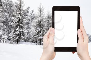 travel concept - tourist photographs of snow-covered fir and larch trees in snowfall of city park in winter in Moscow city on smartphone with empty cutout screen with blank place for advertising