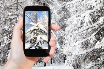 travel concept - tourist photographs of snow-covered fir tree in snowy city park on smartphone in winter in Moscow, Russia