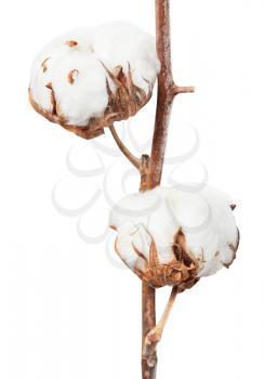 two ripe bolls of cotton plant on twig isolated on white background