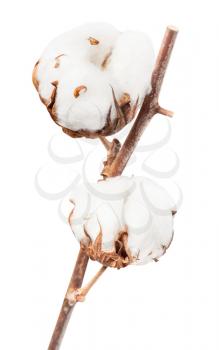 two ripe bolls of cotton plant with cottonwool on twig isolated on white background