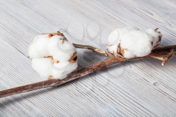 natural dried branch of cotton plant on gray wooden board