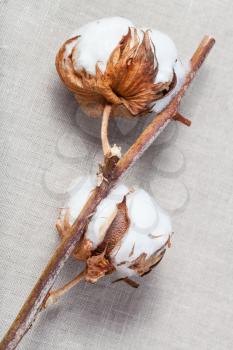 natural dried branch of cotton plant on cotton fabric background