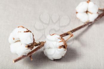 natural dried twig of cotton plant with cottonwool on cotton fabric background