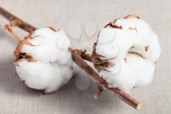 two bolls with cottonwool close up on natural dried branch of cotton plant on cotton fabric background