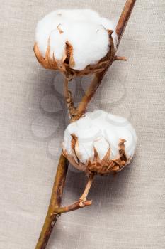 natural dried twig of cotton plant on cotton fabric background