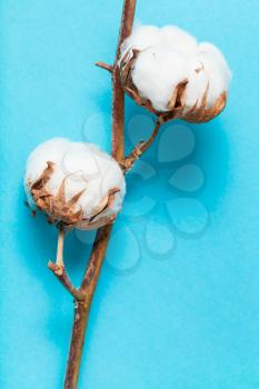 natural dried twig of cotton plant on turquoise blue pastel paper background
