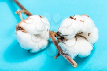natural ripe bolls of cotton plant with cottonwool on turquoise blue pastel paper background